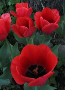 tulipany_podolynia