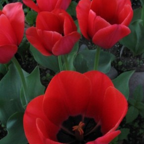 tulipany_podolynia